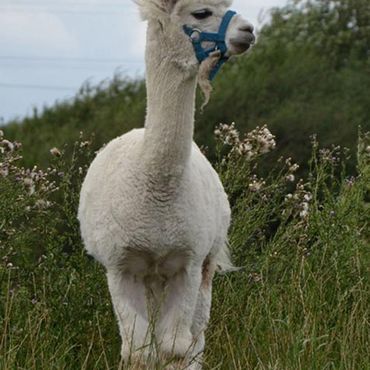Ferienhof Dahlkamp Unsere Tiere