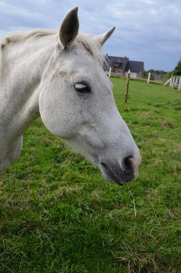 Ferienhof Dahlkamp Unsere Tiere