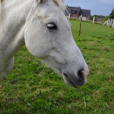 Ferienhof Dahlkamp - Reiten