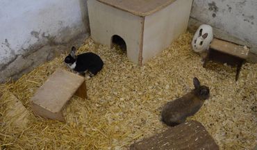 Ferienhof Dahlkamp Unsere Tiere