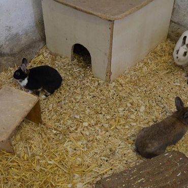Ferienhof Dahlkamp Unsere Tiere