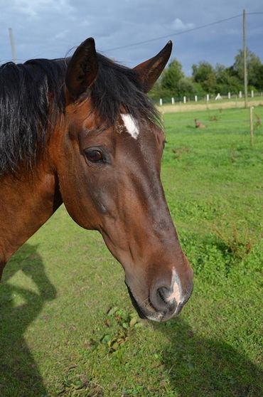Ferienhof Dahlkamp Unsere Tiere