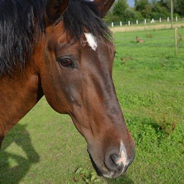 Ferienhof Dahlkamp - Reiten