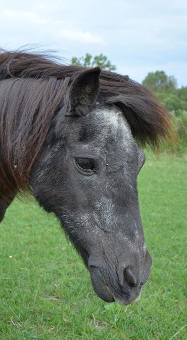 Ferienhof Dahlkamp Unsere Tiere