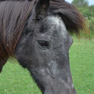 Ferienhof Dahlkamp - Reiten