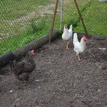Ferienhof Dahlkamp Unsere Tiere