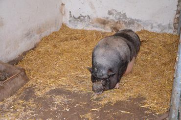 Ferienhof Dahlkamp Unsere Tiere