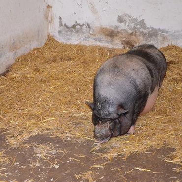 Ferienhof Dahlkamp Unsere Tiere