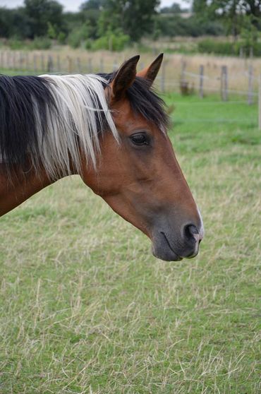 Ferienhof Dahlkamp Unsere Tiere