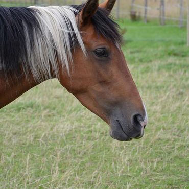 Ferienhof Dahlkamp - Reiten
