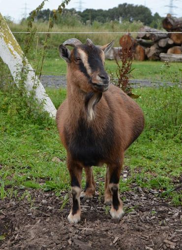 Fereinhof Dahlkamp Unsere Tiere