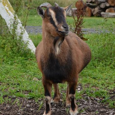 Fereinhof Dahlkamp Unsere Tiere