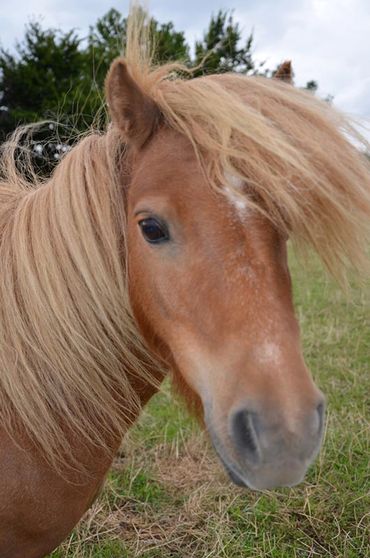Ferienhof Dahlkamp Unsere Tiere